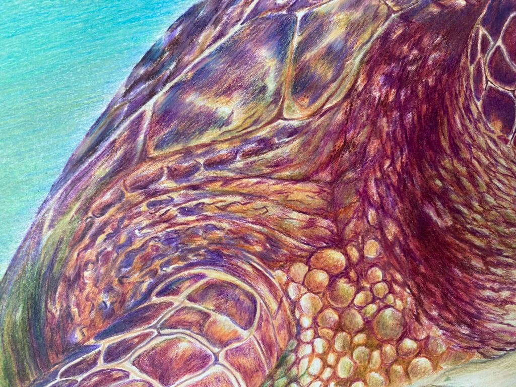 Trent the Turtle Original Artwork