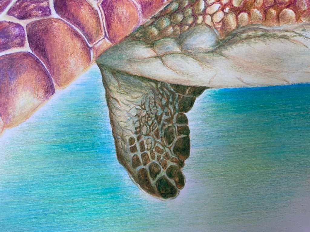 Trent the Turtle Original Artwork